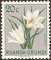 Image result for Dissotis gilgiana