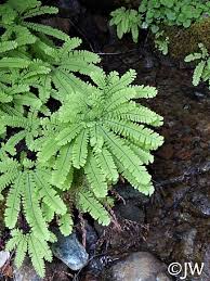 Image result for Adiantum comorense
