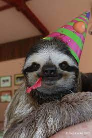 We did not find results for: Lucy Wants Us All To Celebrate Sloths Cute Baby Sloths Cute Sloth Cute Sloth Pictures