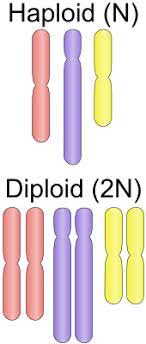 The following biologywise article will cover some information related to the diploid and haploid cells. Ploidy Wikipedia