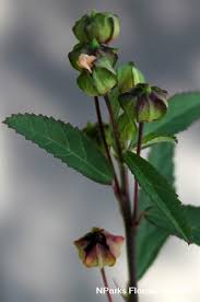 Image result for Sida acuta