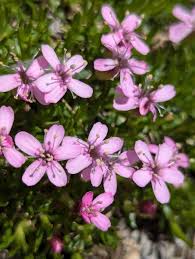 Image result for Silene abyssinica