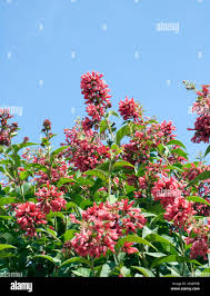 Image result for Cestrum elegans