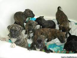 American pitbull puppies are easy to train but start early and obedience/socialization lessons are required to keep them from becoming overprotective. Red Nose Pitbull Pit Bull Bully Puppies For Sale So Cute Price 200 00 For Sale In Chandler Arizona Best Pets Online