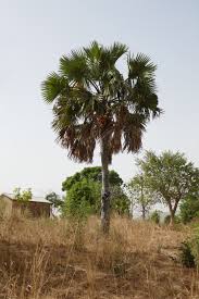 Image result for Borassus