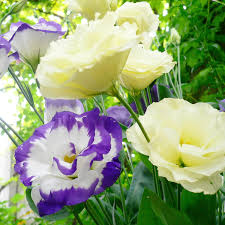 Image result for eustoma lisianthus in garden