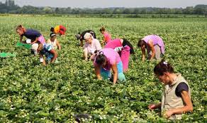 Apr 04, 2019 · descriere: Munci Agricole La Ferma FamilialÄƒ Spargelhof Hensgens