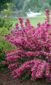 Why sonic bloom® weigela shrubs? Sonic Bloom Pink Reblooming Weigela Weigela Florida Flower Landscape Sonic Bloom Garden Shrubs