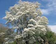 We did not find results for: The 8 Best Trees To Plant In Southwestern Ontario Olympic Tree Care