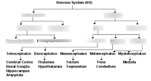 Nervous System Flow Chart Diagram Quizlet