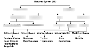 nervous system flow chart diagram quizlet