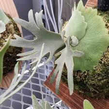 Image result for Platycerium