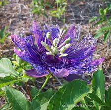 Dedicated To The Preservation Conservation And Restoration Of The Native Plants And Native Plant Communities Of Fl Florida Native Plants Plants Native Plants