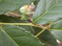 Image result for Icacinaceae