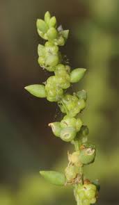 Image result for Suaeda sp. B