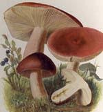 Image result for Lactarius mutabilis