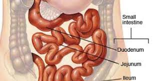 Small Intestine Intestines Anatomy Intestines Digestive System Anatomy