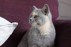 Plusieurs chats seront proposés à la vente soit en compagnie et d'autres en repro. La Chatterie Du Sous Bois Agreee Par Le Ministere Public Hk02900643 Site De Chatterie Du Sous Bois