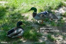 1,139 Bill Collar Stock Photos, High-Res Pictures, and Images