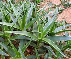 Some are backed by rigorous scientific studies while others are not. Aloe Plantas Medicinales
