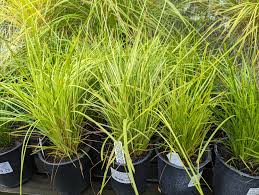 Image result for Carex conferta