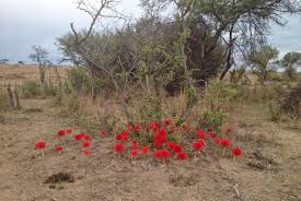 Image result for Scadoxus multiflorus