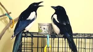 How to use magpie in a sentence. Incredible Magpie Interaction Youtube