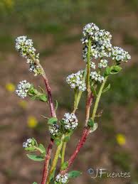 Image result for Corrigiola