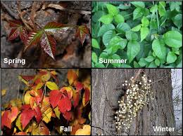 Poison Ivy How To Identify It What To Do About It Poison Ivy Plants Identify Poison Ivy Poisonous Plants