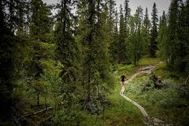 A 12 day tour through the imposing highlands of sweden, north of the arctic circle. Kungsleden Completed Emelie Forsberg