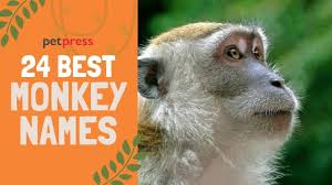 200 Best Monkey Names That Are Cute For Boy Girl Monkeys