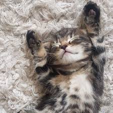 Image result for adorable cat