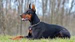 Doberman Pinscher Puppies For Sale | Greenfield Puppies