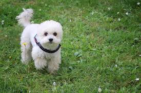 Fotoğraf : çayır, tatlı, köpek yavrusu, sevimli, memeli, omurgalı, köpek  türü, Maltalı, Bichon frize, Minyatür kaniş, Bolognese, Oyuncak arabası,  Havanese, Memeli gibi köpek, Etobur, Köpek cins grubu, Schnoodle, Dandie  dinmont terrier, Köpek