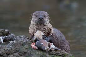 The sea otter also eats fish, but its favorite foods are marine invertebrates like sea urchins, molluscs and crabs. Friends Of Skagit Beaches River Otter