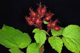 Image result for Rubus chapmanianus