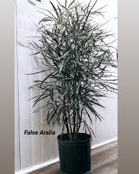 Any of several polynesian shrubs or small trees belonging to the genus dizygotheca , of. Facebook