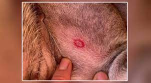 Red Bulls Eye Shaped Bite Marks On Your Pooch They Could Be From Black Flies Ctv News