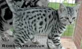 British Shorthair Silver Tabby Kitten