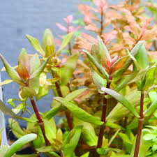 Image result for Ammannia aegyptiaca