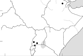 Image result for Crambe kilimandscharica