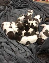 Unless it is a pet. German Shorthaired Pointer Puppy For Sale Adoption Rescue For Sale In Paso Robles California Classified Americanlisted Com
