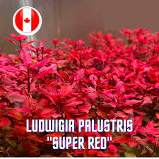Image result for Ludwigia senegalensis