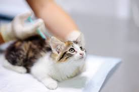 That said, just how often should a cat visit the vet for vaccinations? What Vaccinations Does My Kitten Need Hill S Pet