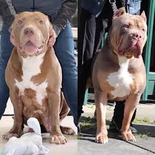 Our clean and professional kennels are located in upstate, ny and in long island ny. American Bully Puppies For Sale In London Dogsandpuppies Co Uk