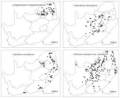 Image result for Chascanum hederaceum