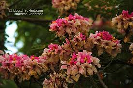 Image result for Cassia agnes