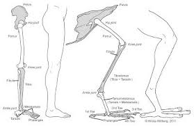 I usually eat my chicken legs on the go so weighing them. Comparative Anatomy Leg Anatomy Human Bones Anatomy Human Bones