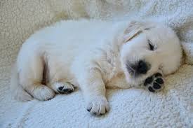 The last thing you do before you put your pup to bed should be to take them out to go to the toilet, and begin to teach your. How To Get Your Puppy To Sleep Through The Night 4 Simple Tips Doggie Designer