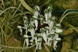 Image result for Microcoelia physophora